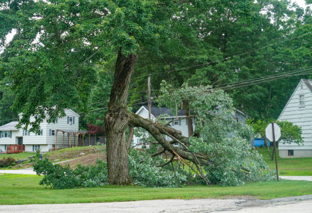 Leaf Removal Services in Belmar, NJ